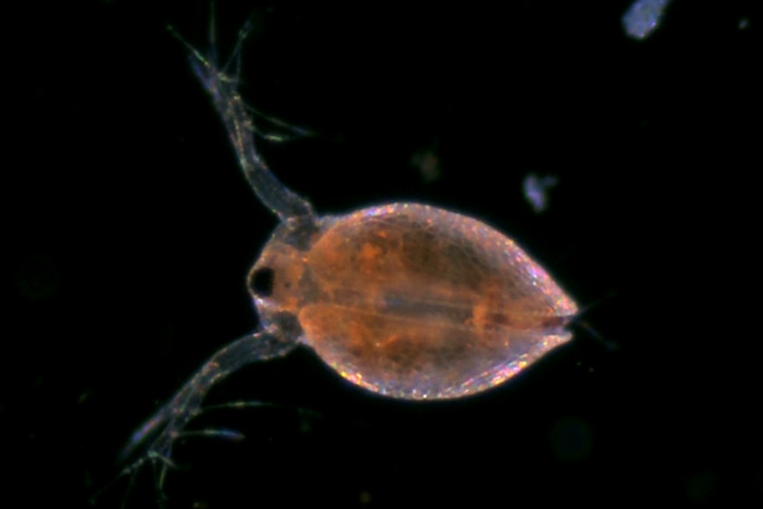 Ceriodaphnia reticulata