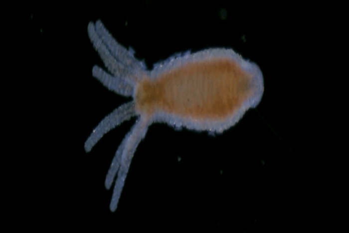 Hydra vulgaris