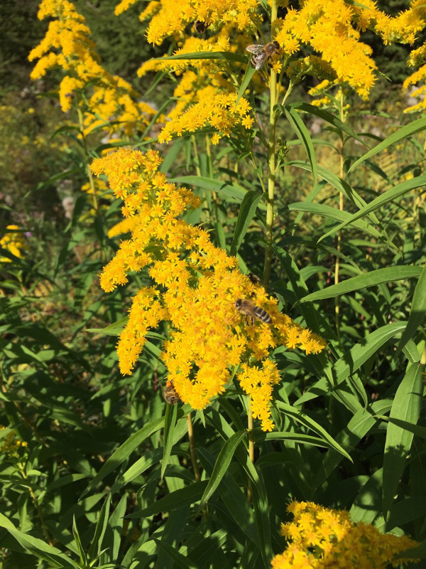 Solidago